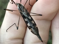 Tipula dorsimacula