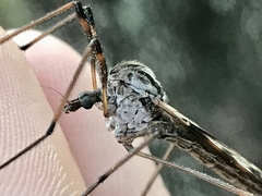 Tipula dorsimacula