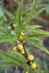Fadogia