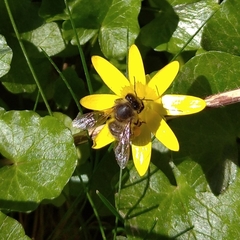 Apis mellifera