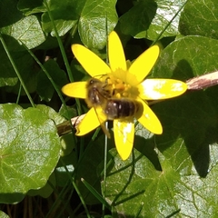 Apis mellifera