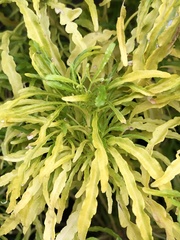 Melicope denhamii