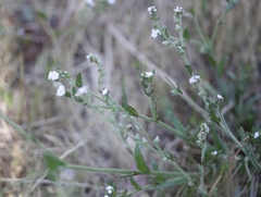 Plagiobothrys arizonicus