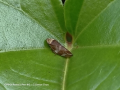 Ptyelinellus praefractus