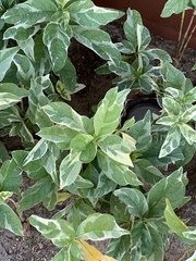 Pseuderanthemum carruthersii