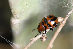 Euryope consobrina