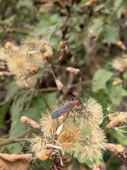 Thunbergia marginata