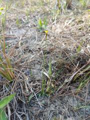 Xyris flabelliformis