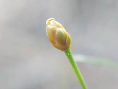 Xyris flabelliformis