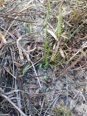 Xyris flabelliformis