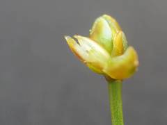 Xyris flabelliformis