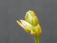 Xyris flabelliformis