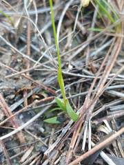 Xyris flabelliformis