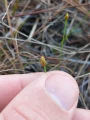 Xyris flabelliformis