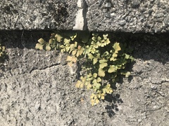 Asplenium ruta-muraria