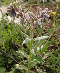 Nonea vesicaria
