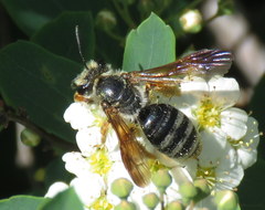 Andrena prunorum