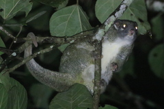 Pseudochirops archeri