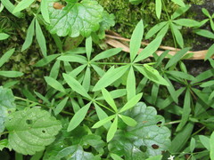 Galium intermedium