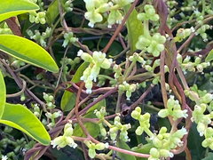 Cuscuta exaltata