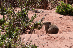 Galea musteloides