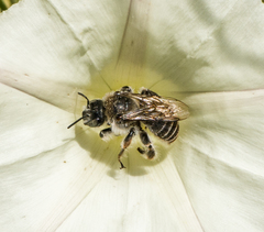 Diadasia bituberculata