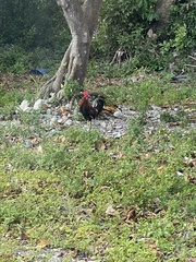 Gallus gallus domesticus