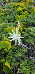Passiflora pectinata