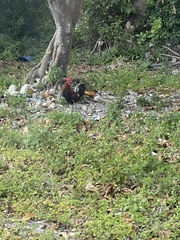 Gallus gallus domesticus