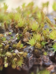 Bryum ruderale