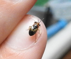 Isthmocoris imperialis