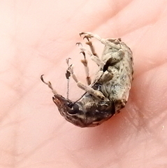 Phloeobius