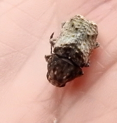 Phloeobius