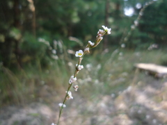 Polygonum arenarium