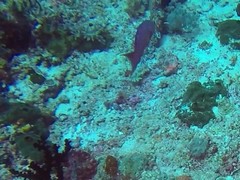 Variola albimarginata