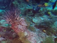 Chlorurus japanensis