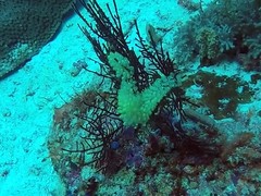 Perophora modificata