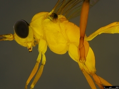 Leptobatopsis