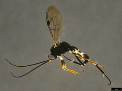 Paraphylax