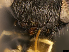Paraphylax
