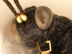 Paraphylax