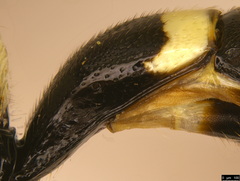 Paraphylax