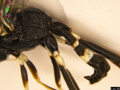 Paraphylax