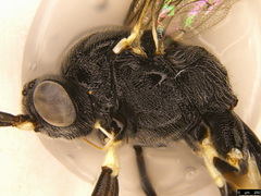 Paraphylax