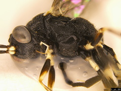 Paraphylax