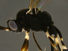 Paraphylax