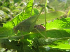 Caedicia pictipes
