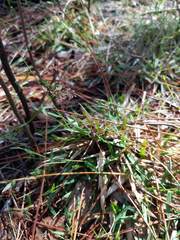 Dichanthelium ensifolium