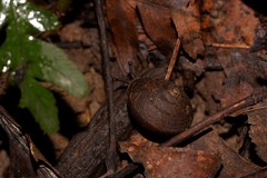 Austrochloritis bellengerensis