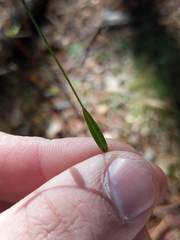 Dichanthelium ensifolium